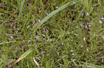 Limestone calamint